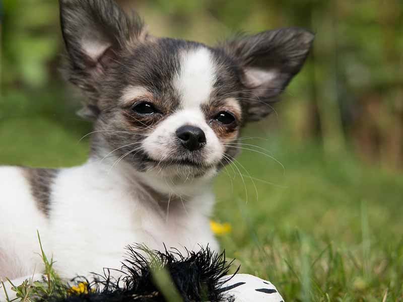 Why Do Dogs Eat Grass On Walks? How To Stop?