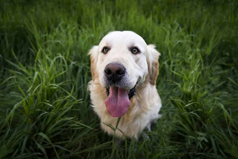 Why Do Dogs Eat Grass When Sick?