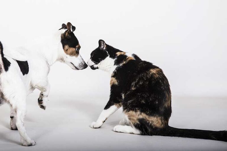 Why Do Dogs Smell And Cats Don’t? Reasons Explained