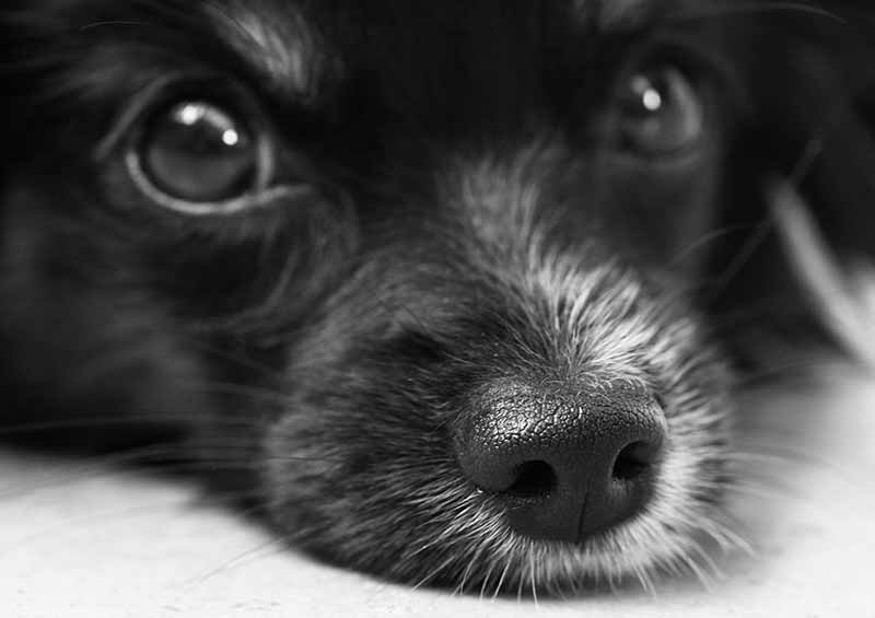 Why Is My Dog's Nose Dry? Need Be Worried? - 8 Reasons