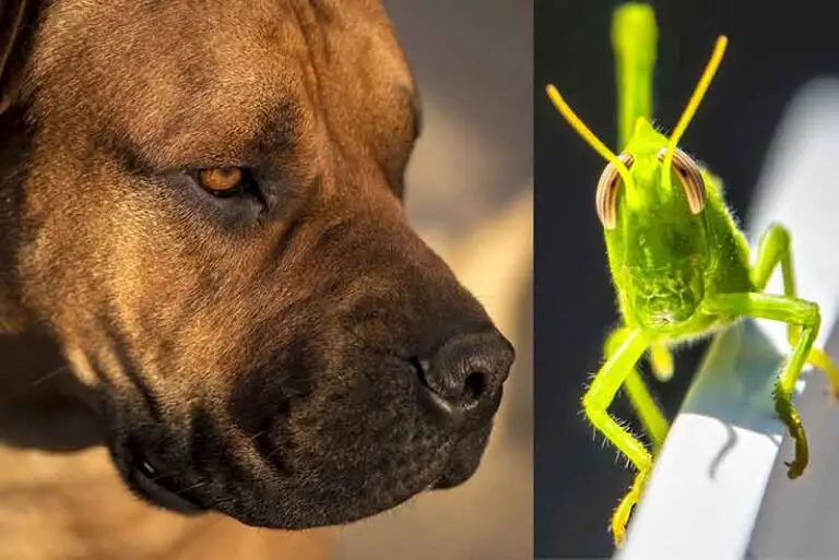 Can Dogs Eat Grasshoppers? Is It Dangerous Or Poisonous?