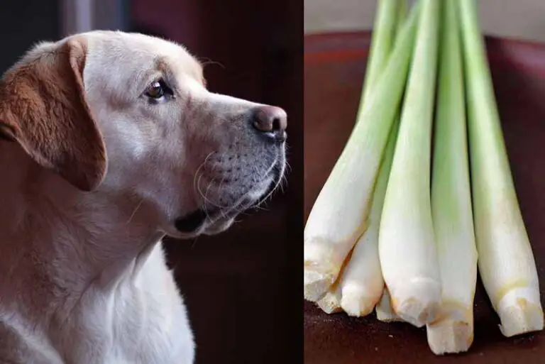 Can Dogs Eat Lemongrass? Is It Safe?