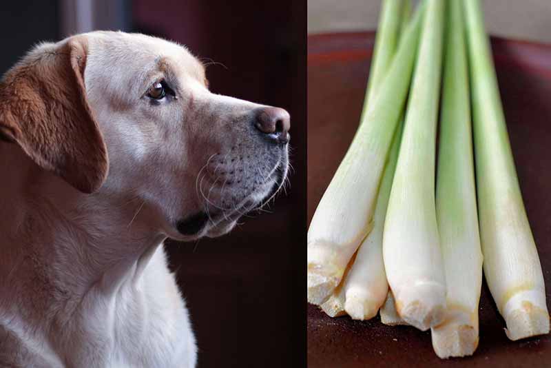 Can Dogs Eat Lemongrass? Is It Safe?