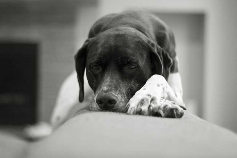 Do Dogs Get Cold In AC? Should You Leave Air Conditioner On?