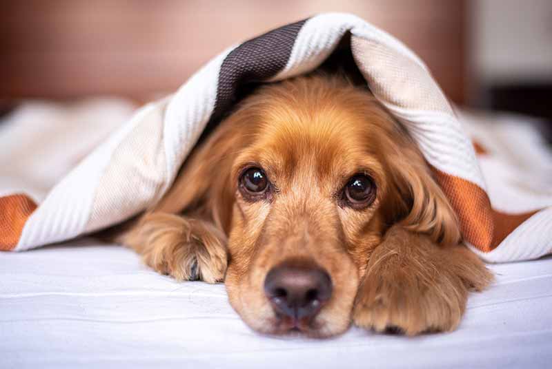 Do Dogs Get Cold In The House? Keep Your Dog Warm At Home