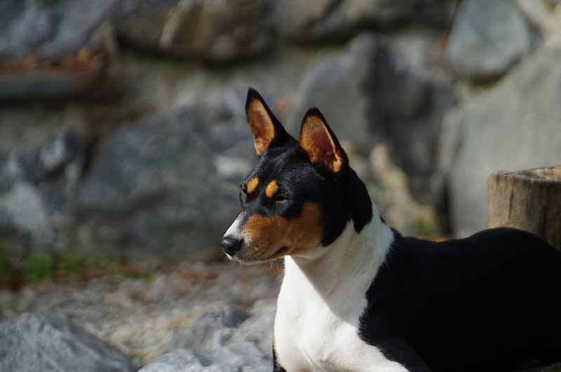 The appearance of Basenji Rat Terrier mix