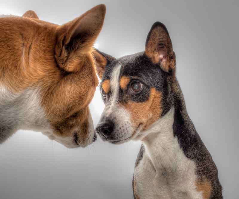 How long do Rat Terrier Basenji mix dogs live?