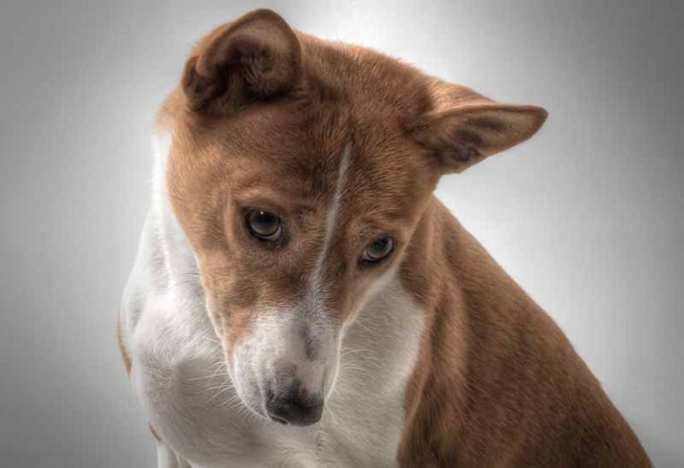 Rat Terrier Basenji Mix (Rat-Senji) – Cross Dog Breed Info