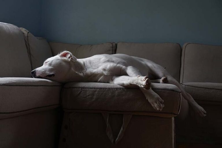 Why Do Dogs Sleep Facing Away From You? Reasons + Tips
