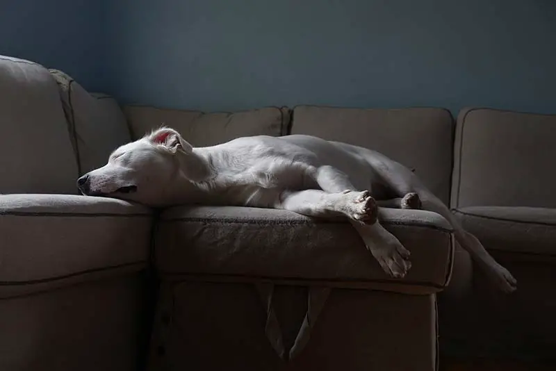 Why Do Dogs Sleep Facing Away From You? Reasons Explained With Tips