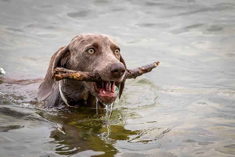 Why Do Dogs Smell Bad When Wet? What Can You Do?
