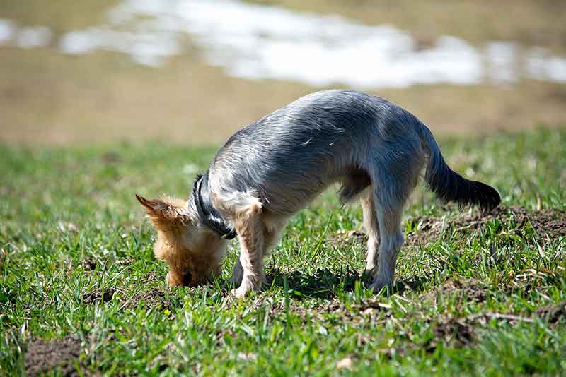 Why Do Dogs Smell Their Poop? Should You Let?