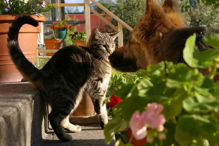 Why Do Dogs Sniff Cats’ Bums? Reasons Explained