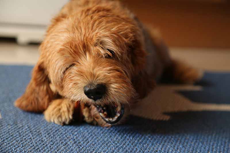 Why Do Dogs Vomit After Eating? What To Do?