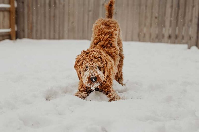How Cold Is Too Cold For Dog Paws? How To Protect In Winter?