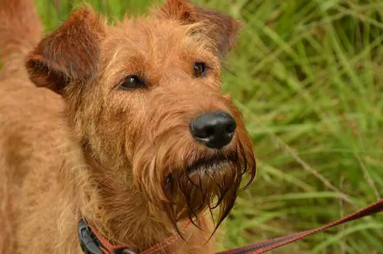 Airedale Terriers’ Temperament And Personality Traits