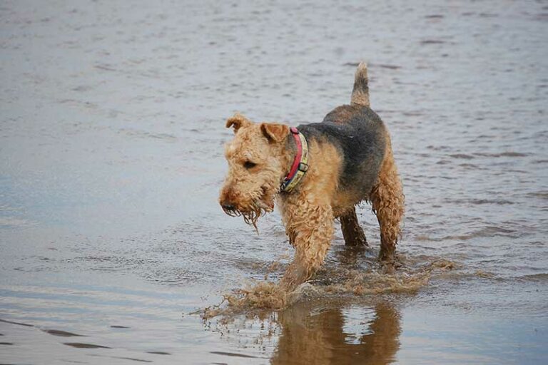 Are Airedale Terriers Good Dogs? Find Out The Truth Now!