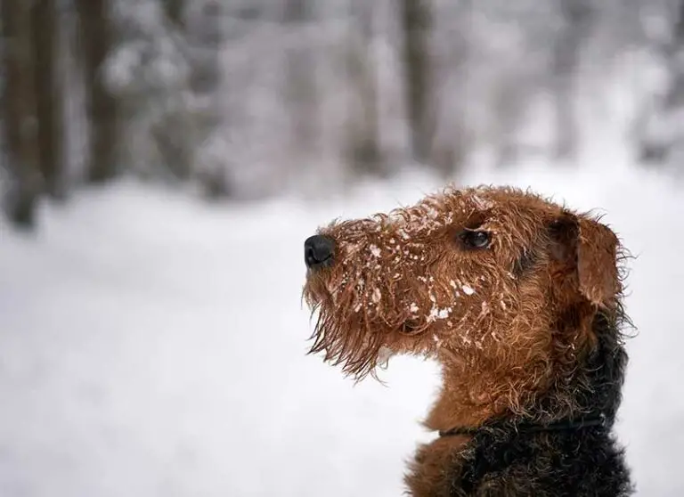 Are Airedale Terriers Hypoallergenic? Explained With Tips