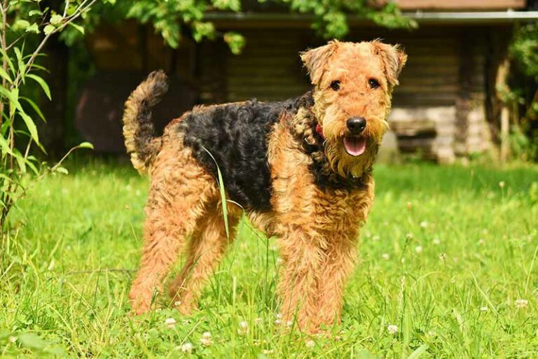 Do Airedale Terriers Shed A Lot? Explained With Crazy Tips
