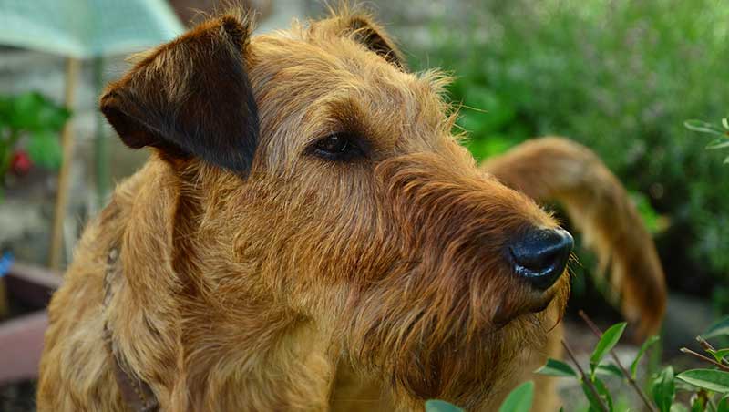 How Big Do Airedale Terriers Get? Average Size & Weight