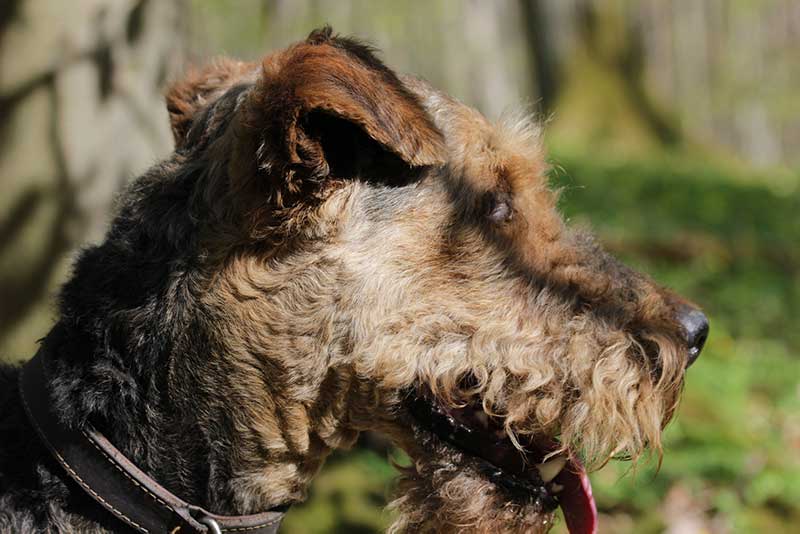 How Long Do Airedale Terriers Live? Average Lifespan