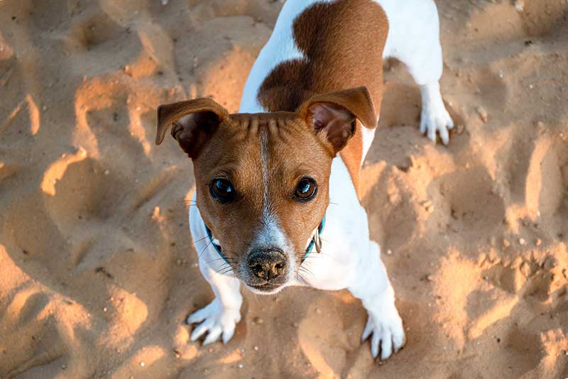 Living With A Jack Russell: A Guide For First-Time Owners