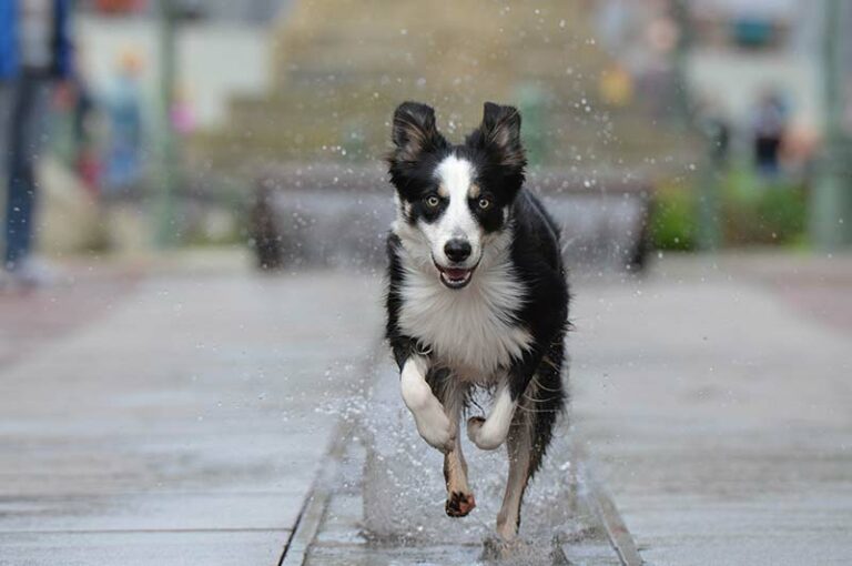 Why Do Dogs Get Zoomies After A Walk Or A Bath?