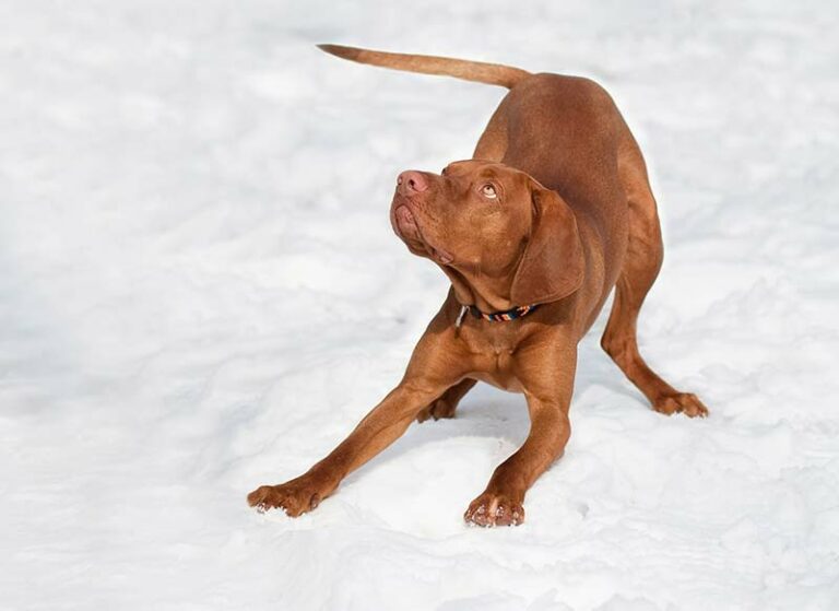 Can Dogs Walk On Snow? Is It Safe? Tips And Tricks