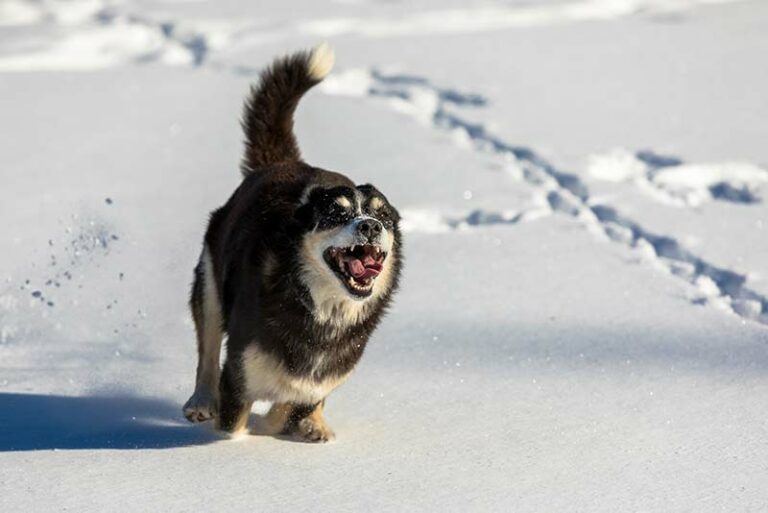 Do Dogs Like Snow? Why Are They So Happy With Snow?