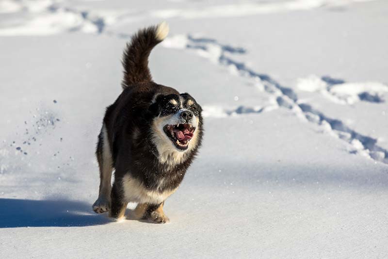 Do Dogs Like Snow? Why Are They So Happy With Snow?.jpg