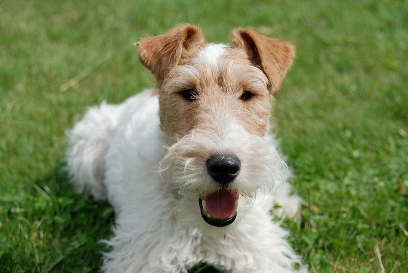 Fueling Health and Vitality: Fox Terrier Diet Tips