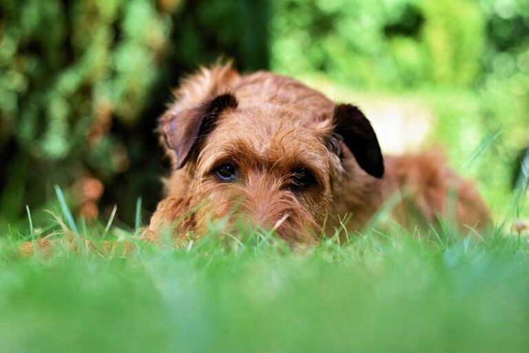 How Much Do Airedale Terriers Cost? All Expenses Explained