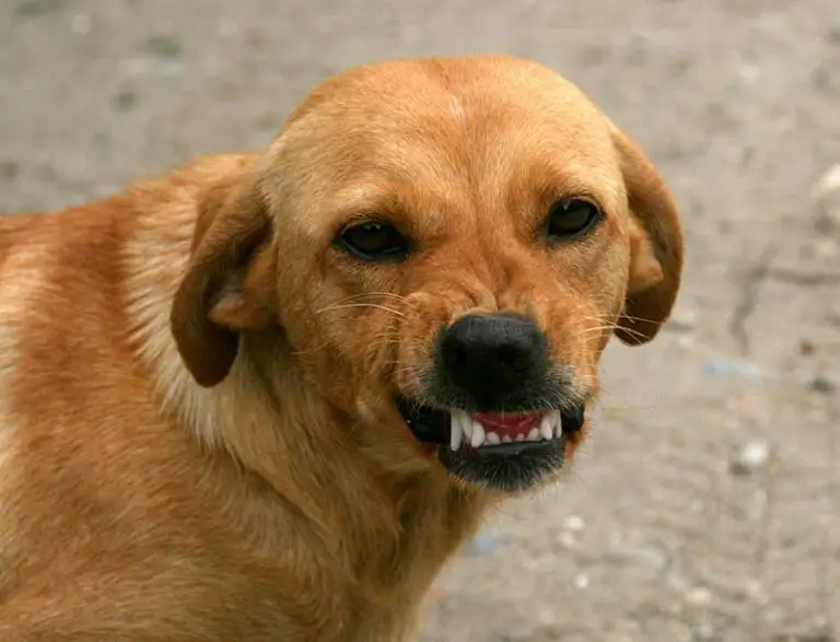 Why Do Dogs' Teeth Chatter? Unveiled Chattering Truth