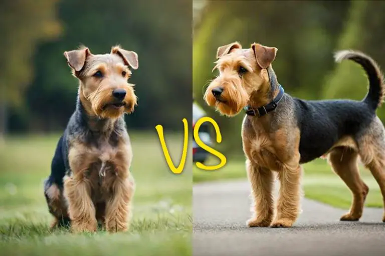 Airedale Terrier Vs. Welsh Terrier: Unveiling The Distinctions