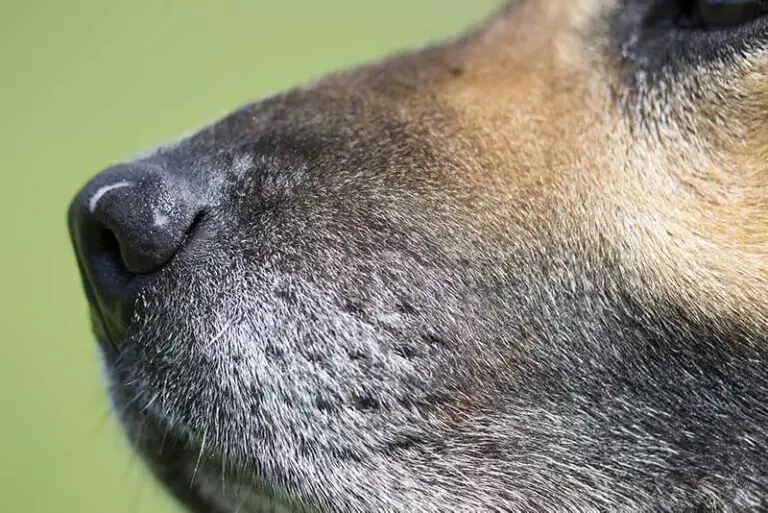 What Does Ringworm Look Like On A Dog?