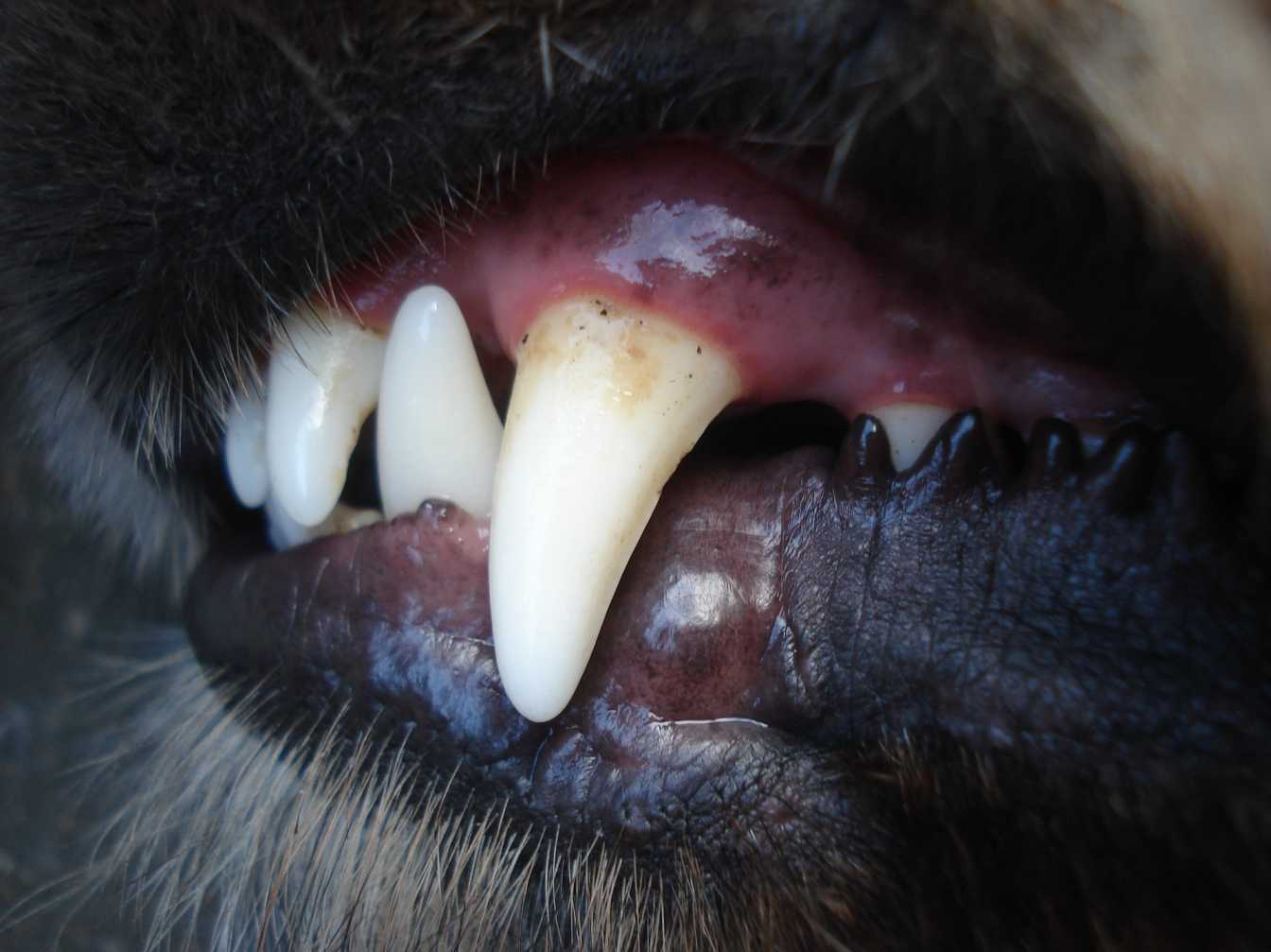 Can Dogs Get Cavities? Yes [What To Do & Cost To Fix]