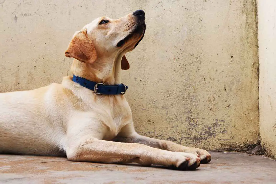 How Long Can A Dog Live With Hip Dysplasia?