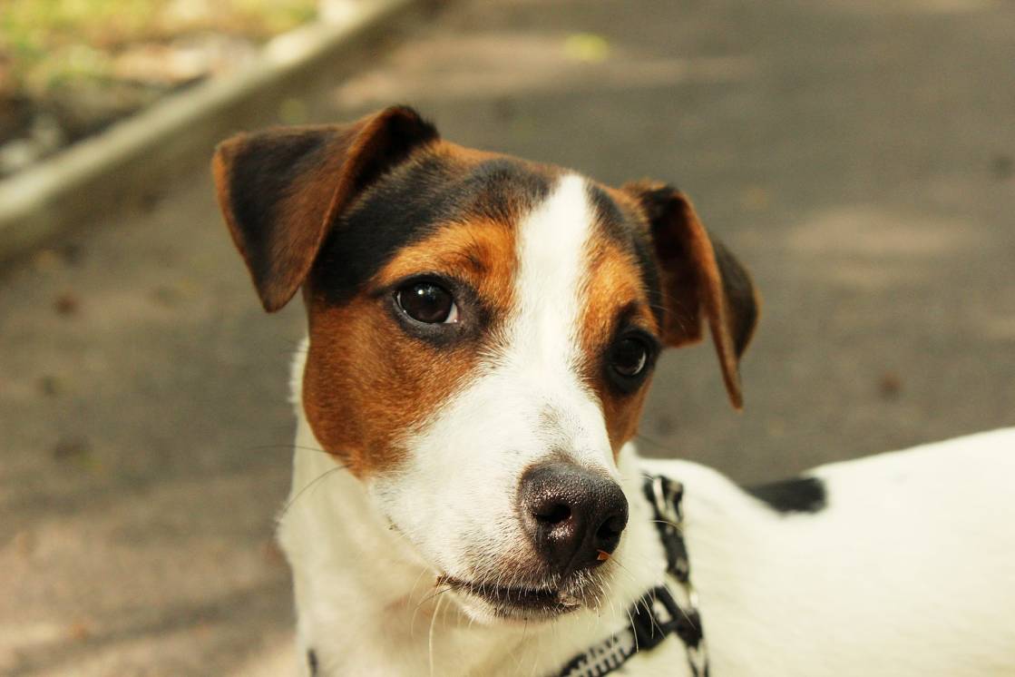 Jack Russell Life Stages Explained