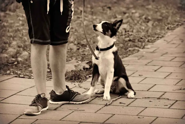 Proper Dog Walking Etiquette [Do & Don’t + Tips]