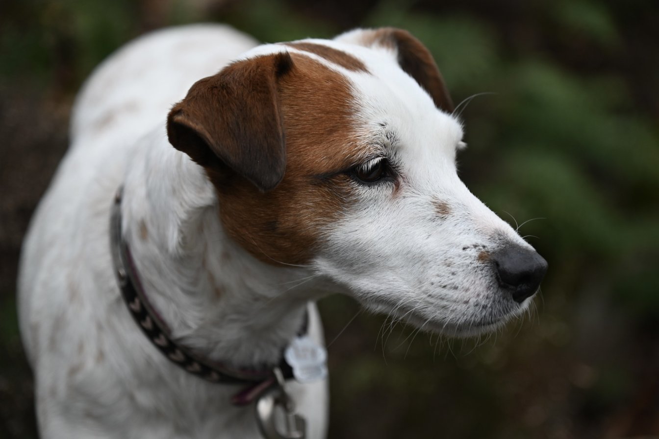 Coping with the End of Life for your Jack Russell Terrier