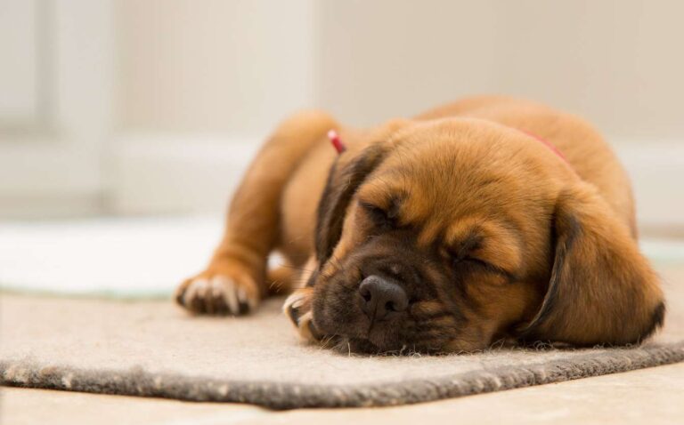 Why Is Your Dog Breathing Fast While Sleeping? Reasons