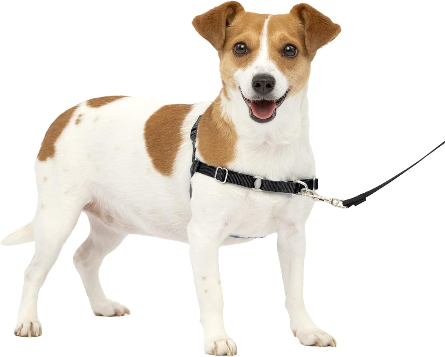 PetSafe Easy Walk Harness Review